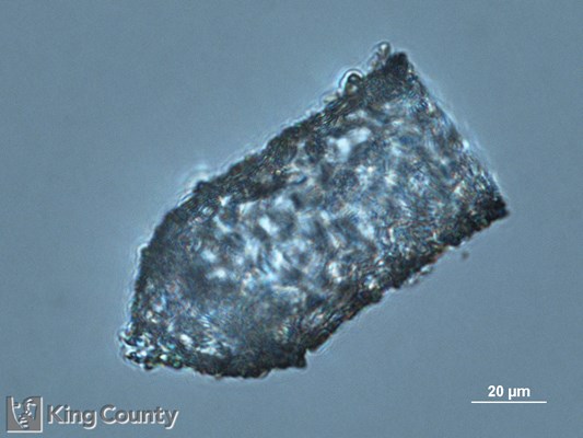 Photo of Tintinnopsis